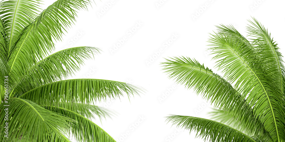 Coconut leaf isolated on white background