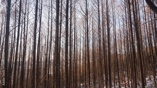 metasequoia woods in winter. cold weather