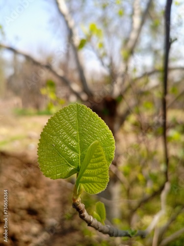 leaves on a tree