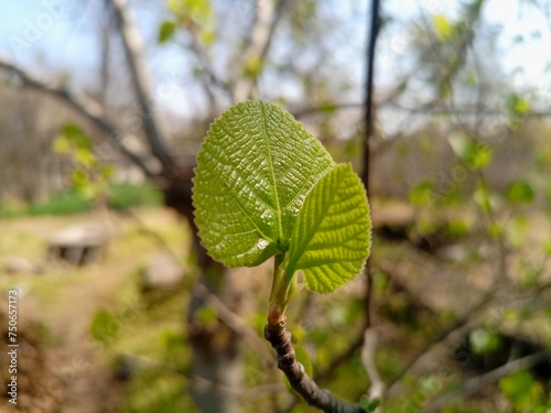 leaves on the tree