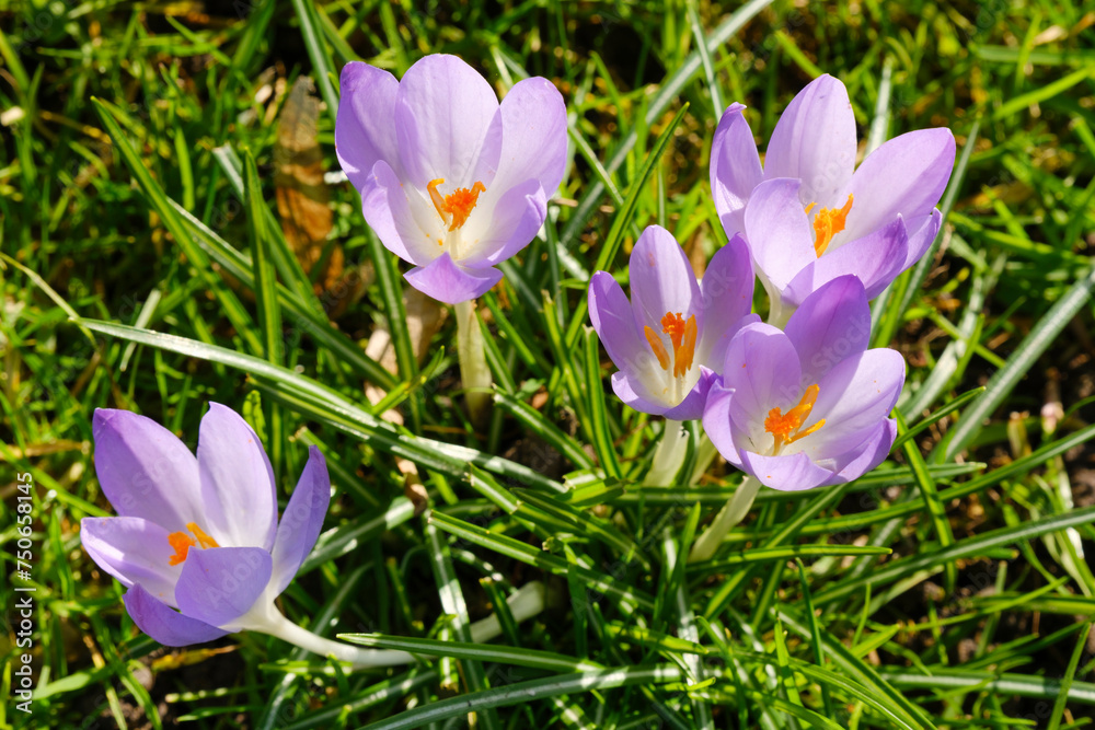Blühende Krokusse (Crocus) auf der Wiese, Nordrhein-Westfalen, Deutschland, Europa Blühende Krokusse (Crocus) auf der Wiese, Nordrhein-Westfalen, Deutschland, Europa
