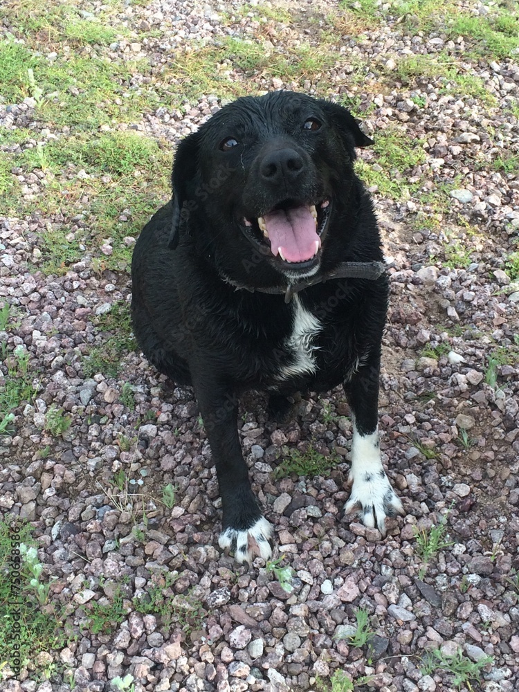 Happy Dog, Black with White Paws, Sitting on Ground Outside