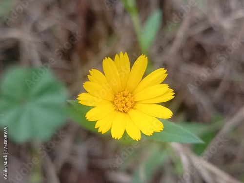 yellow flower