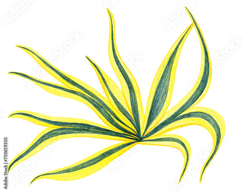 Obraz na plátně A sunny yellow-green tropical herbaceous bush with long leaves