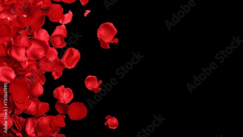 red rosse petals on black background