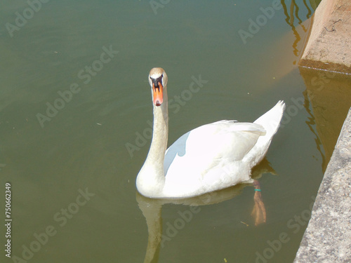 Fototapeta Naklejka Na Ścianę i Meble -  White swan on the lake in Romania