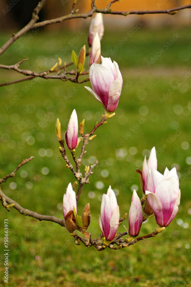 Obraz premium Magnolienblüte rot-weiß