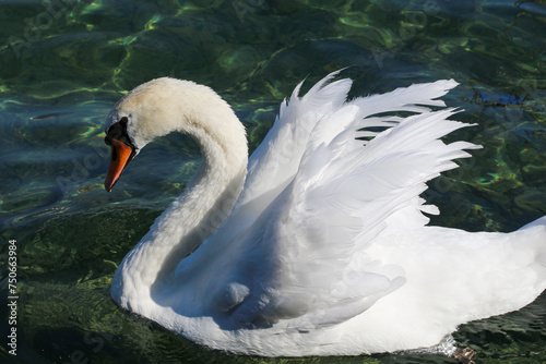 swans on the lake