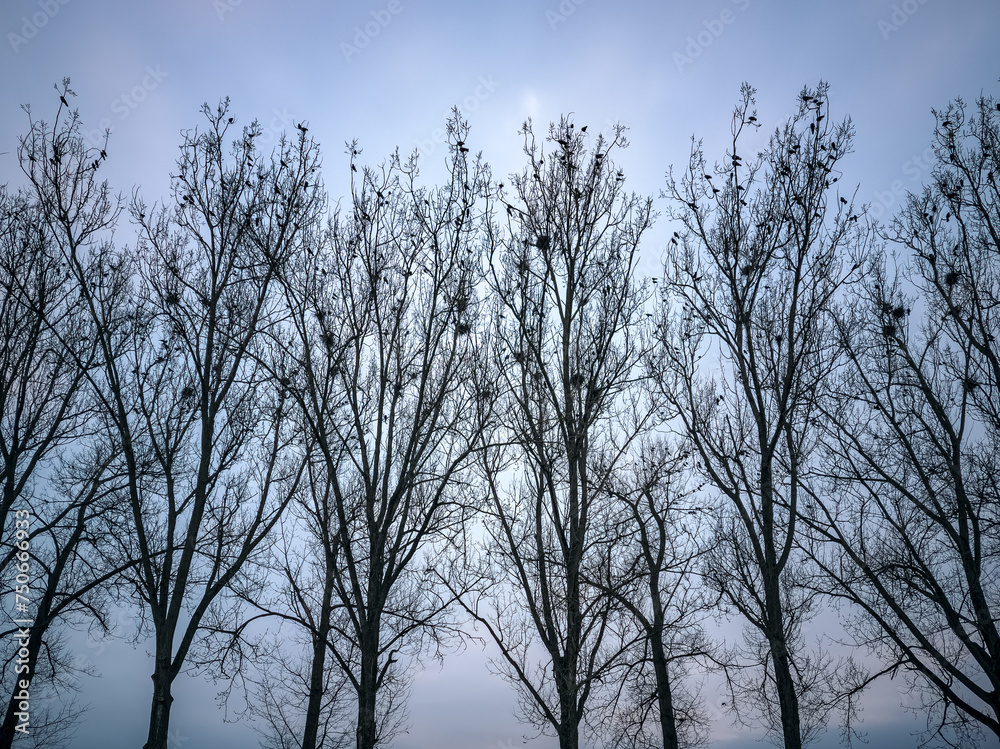 Rooks (Corvus frugilegus) and their nests in the trees by the river. Rooks (Corvus frugilegus) and their nests in the trees by the river.