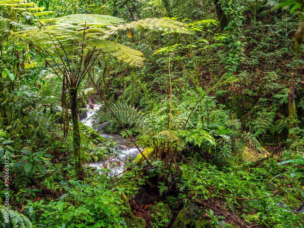 Obraz premium Stream in the rainforest in Bwindi National Park. Lianas in the foreground.