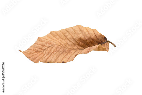 dry  leaves on white background closeup,isolated