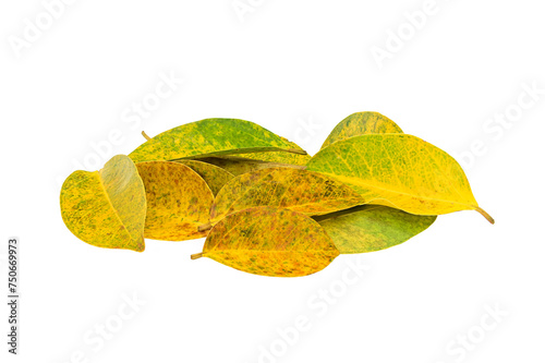 colorful leaves falling from trees  on white background,isolated