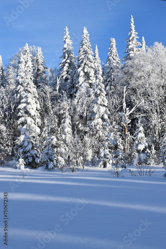 A snowy forest after the storm, Québec, Canada
