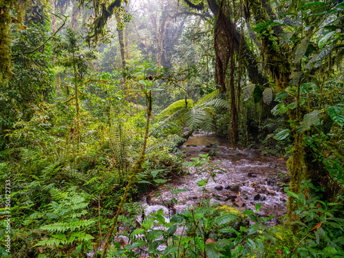 Fototapeta Naklejka Na Ścianę i Meble -  Stream in the rainforest in Bwindi National Park. Lianas in the foreground.