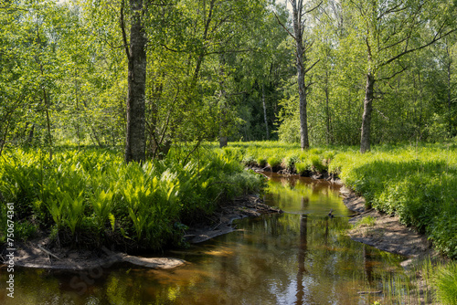 Summer forest landscape. A small river in the forest. On the banks of the river, ferns grow among the trees. A clearing illuminated by the sun. Natural background. Traveling and hiking in the forest.