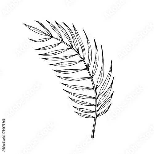Tropical vector palm leaf illustration on isolated background. Beautiful botanical hand painted linear exotic element. For designers, spa decoration, postcards, wedding, greetings, wallpapers, wrappin