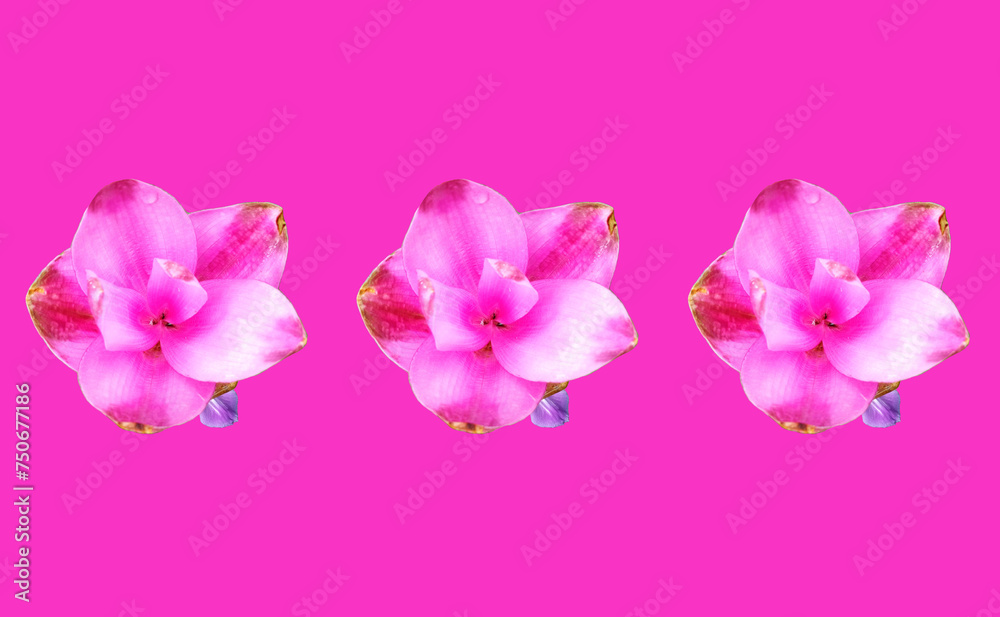 Fototapeta premium Closeup, Set three pink curcuma zanthorrhiza flowers blossom bloom isolated pink background, The beauty of natural flowers, Floral summer, Houseplant, Pattern