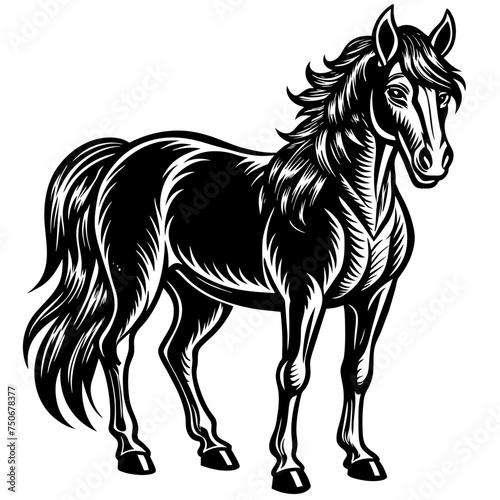 Horse colt filly mare stallion bronco foal gelding mustang nag plug pony steed animal pet vector illustration draw cartoon pretty cute