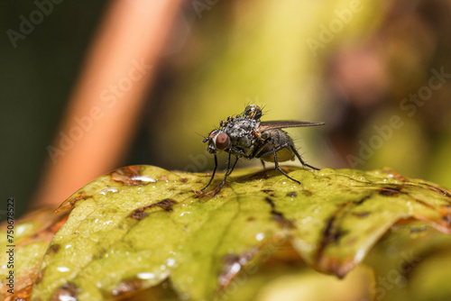 A mcaro shot of a fly sitting on a leaf with water drops on the hairy body photo