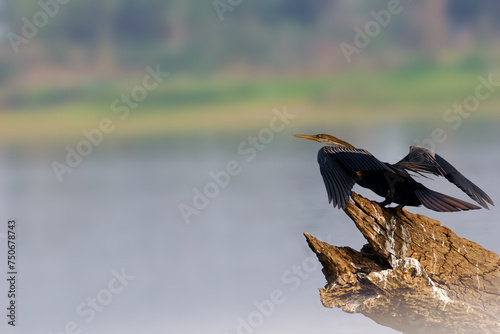 The Oriental darter (Anhinga melanogaster), a water bird sitting on a dry branch on the surface of a dam.