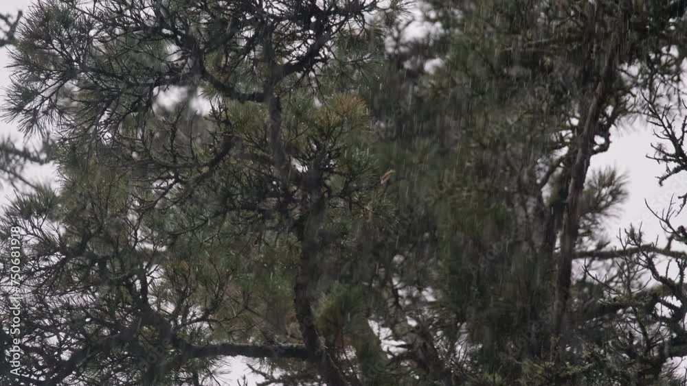 A group of trees standing together in the rain A group of trees standing together in the rain