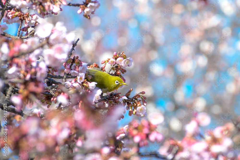 桜（寒桜）とメジロ