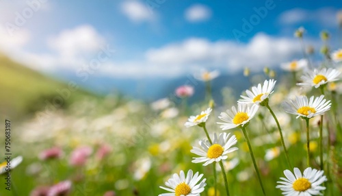 beautiful spring blurred background, a blossoming meadow filled with daisies under a serene blue sky