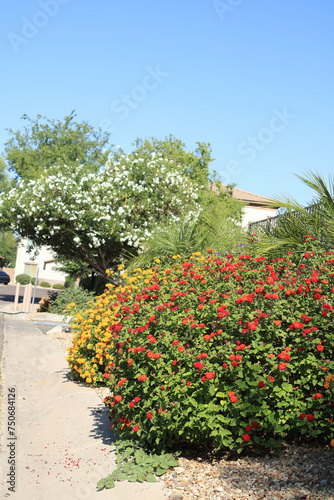 Blooming common red and yellow Lantana along with white Oleander trees at roadsides of Phoenix streets in Arizona