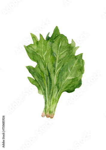 ほうれん草　水彩イラスト