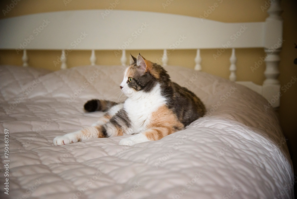 funny multicolored cat lying on bed in light bedroom	