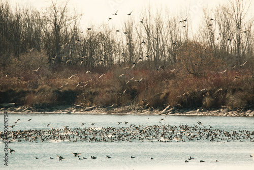 Migrating Birds, Flocks of Birds, Large Flock of Birds, Ducks, Brace of Ducks, Lots of Birds, Large Flock, Large flock of ducks, Birds landing