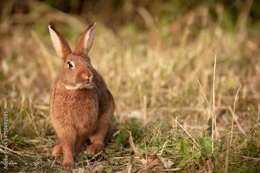 Fototapeta premium Feldhase