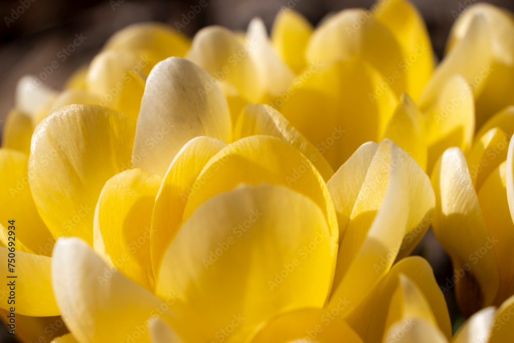 Yellow crocuses close-up in spring in the park in full frame. Side view