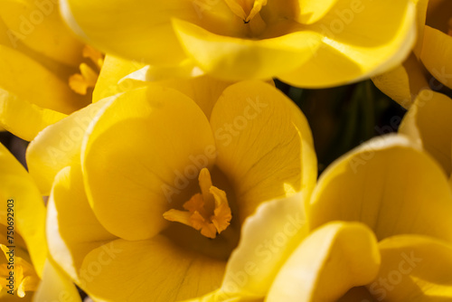 Yellow crocuses close-up in spring in the park in full frame. View from above