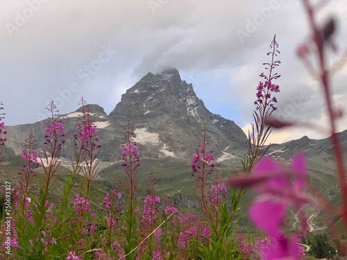 Matterhorn mountain in zermatt switzerland with flowers blurred in foreground