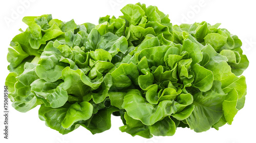 Fresh green lettuce isolated on white background. Top view