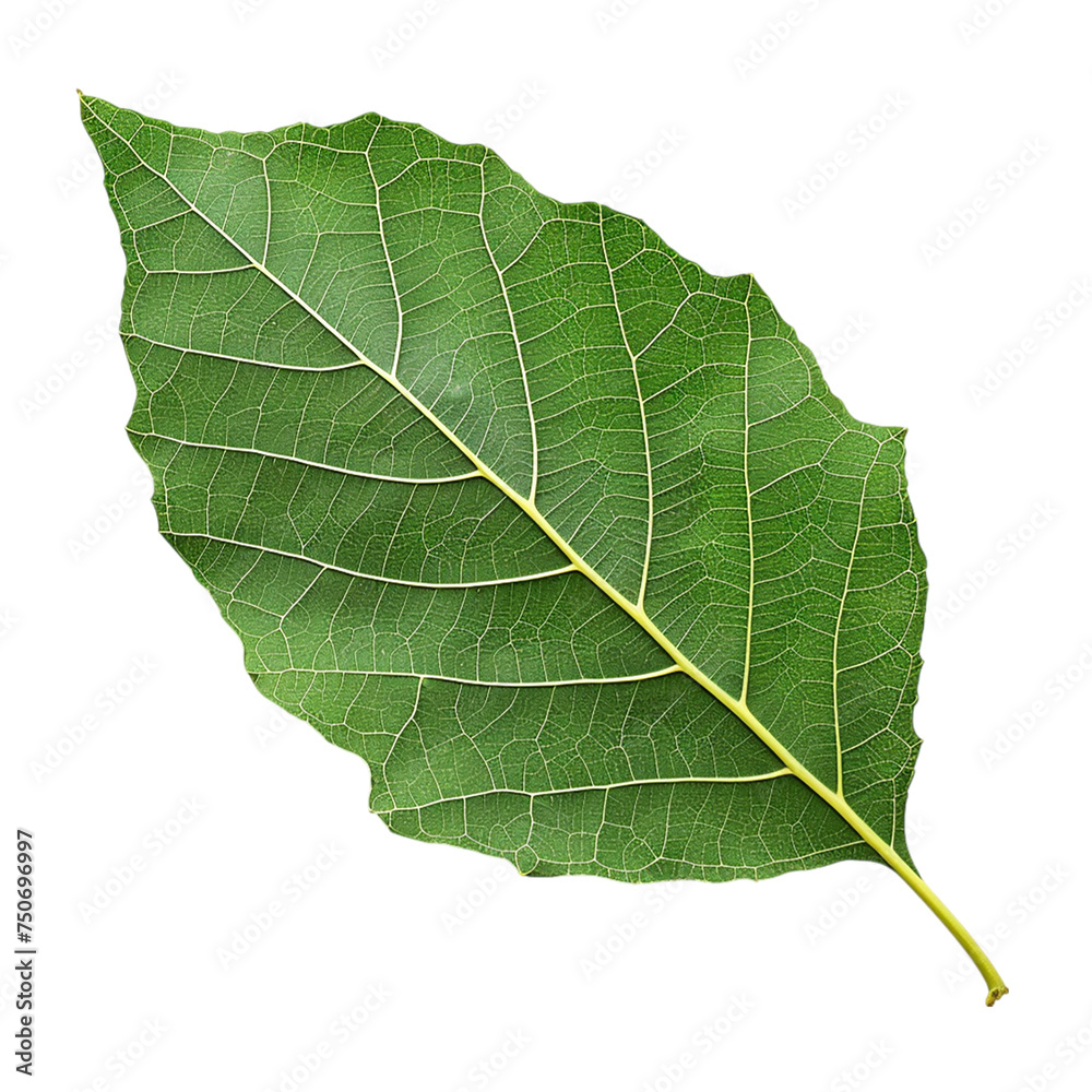 Obraz premium Green leaf isolated on transparent background.