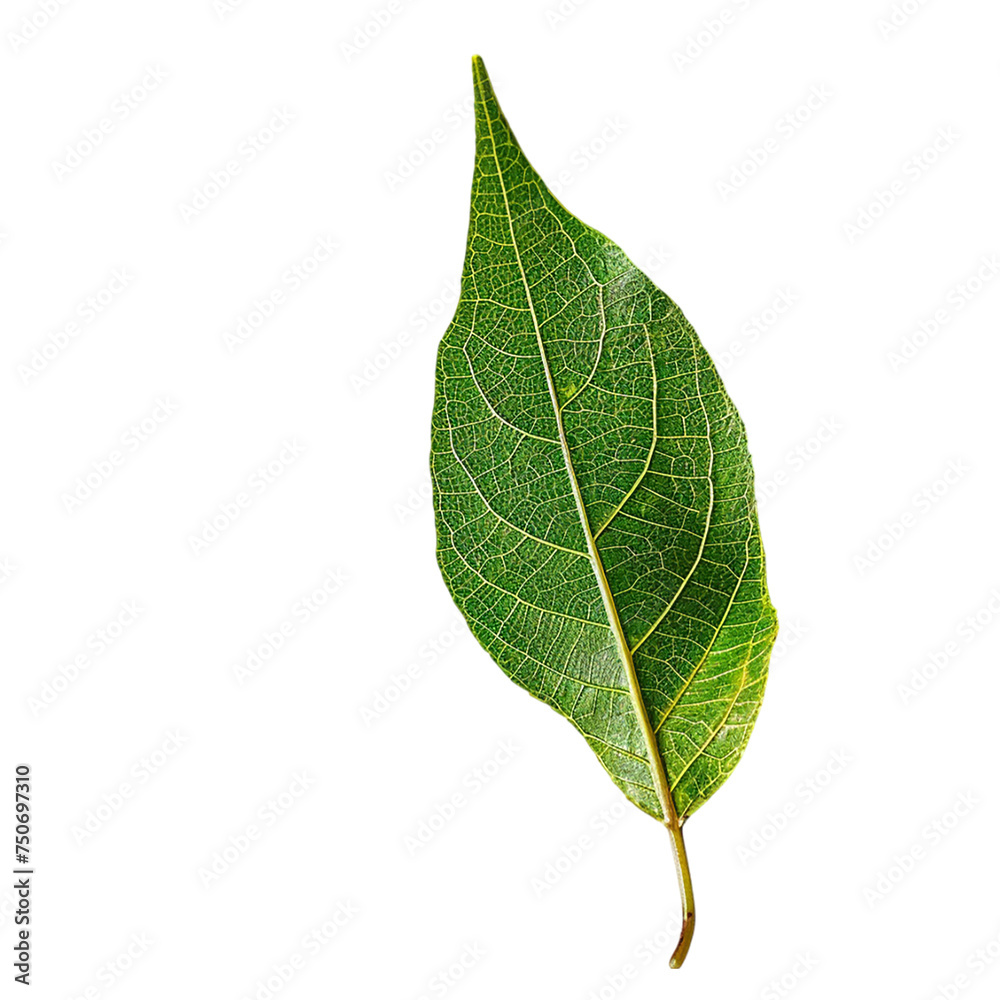 Obraz premium Green leaf isolated on transparent background.