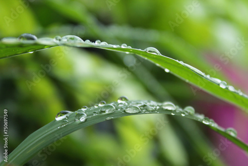Long leaves wet with water drops or dew