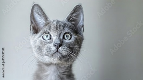A Russian Blue kitten