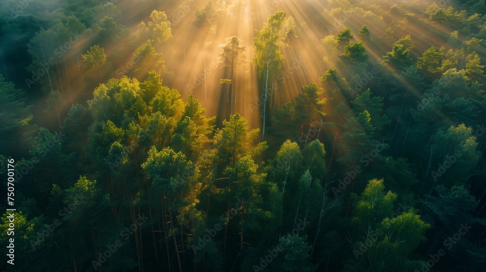 Majestic Woodland at Sunrise. Aerial Photograph with Light Rays coming through Trees