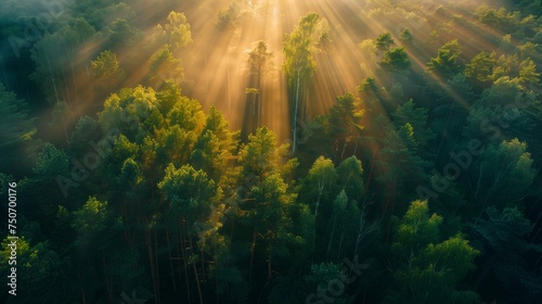 Majestic Woodland at Sunrise. Aerial Photograph with Light Rays coming through Trees © hardqor4ik