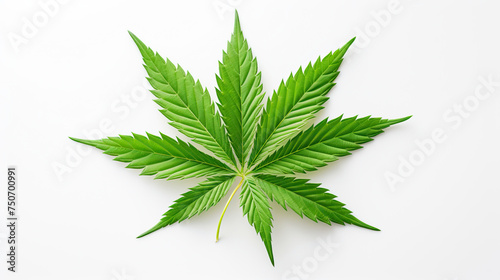 Green cannabis leaf on white background, natural herbal medicine, copy space