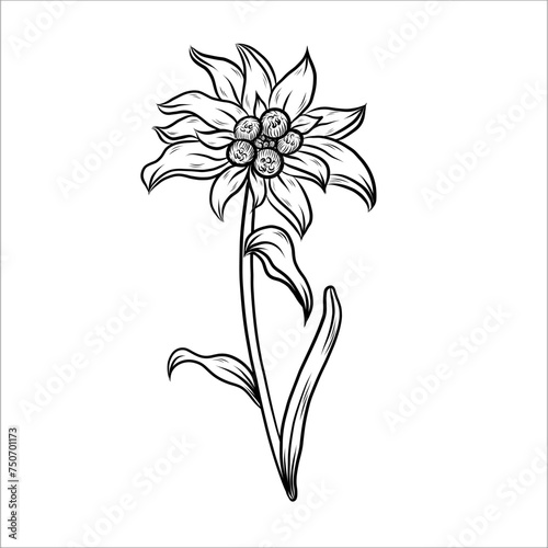 Edelweiss line art. Hand drawn Vector Floral outlines