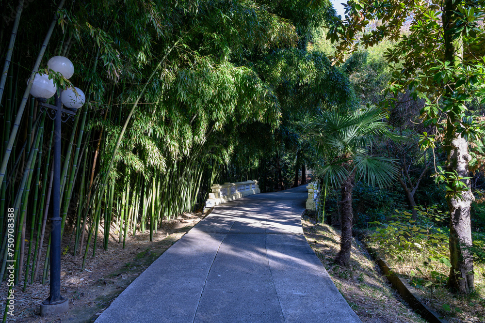 An alley in a tropical park with palm trees, bamboo thickets and a lantern