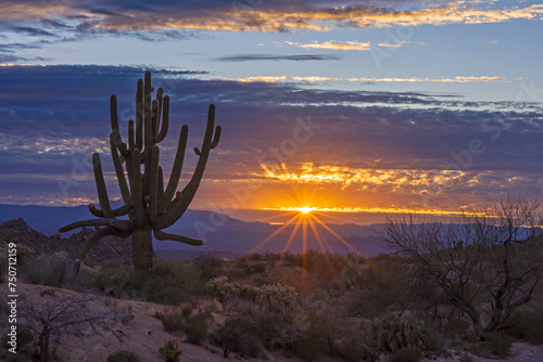 Sun Rays Behind a Bug Saguaro Cactus At Sunrise Time Near Scottsdale AZ