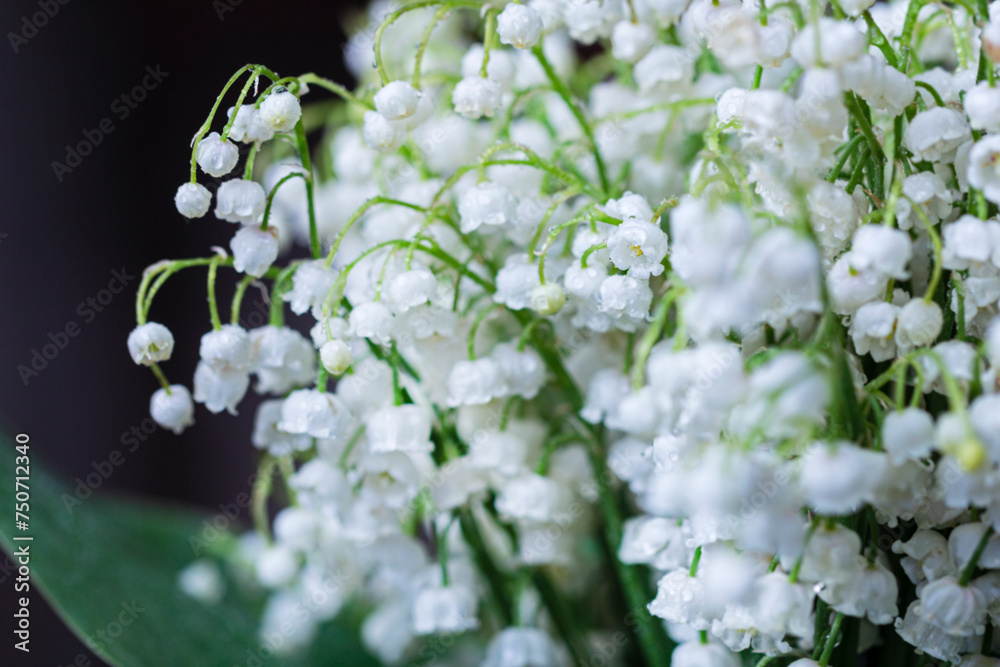 White fresh lily of the valley flowers large White fresh lily of the valley flowers large
