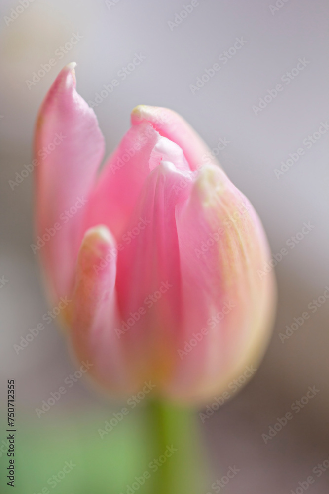 Fototapeta premium Soft delicate pink tulip bud
