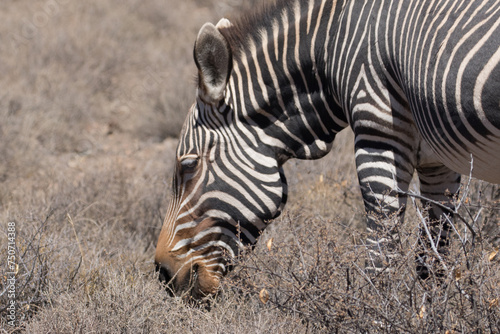 Cape Mountain Zebra Equus zebra zebra showing dewlap and narrow stripes photo