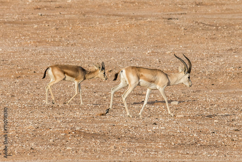 United Arab Emirates - Liwa - Arabian gazelle (Gazella arabica)